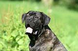 CANE CORSO 1020